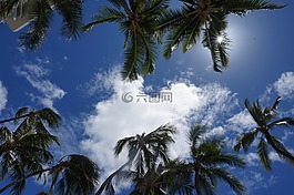 棕櫚,樹,天空