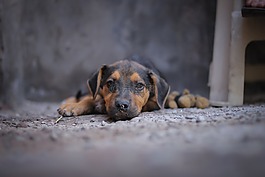 狗,寵物,動物