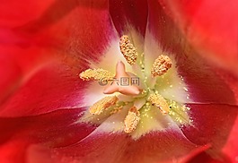 花,郁金香,花粉