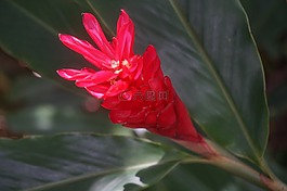 異國(guó)情調(diào),花,花的