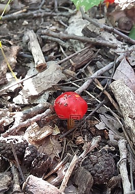 蘑菇,紅色,自然