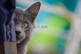 小貓,貓,寵物