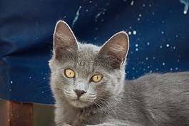 猫,小猫,弗利纳