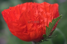 罌粟,罌粟花,klatschmohn