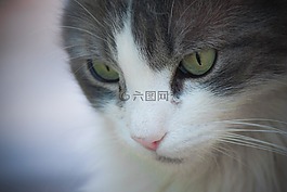 貓,臉上,弗利納