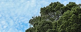 自然,戶外,全景
