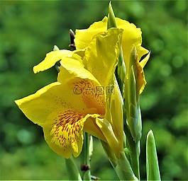 鳶尾花,花,蓬勃發(fā)展