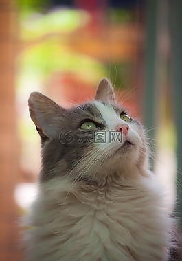 猫,脸上,弗利纳