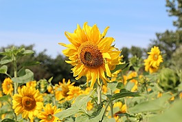 生日花束,太陽(yáng)花,向日葵的字段