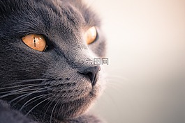 貓,臉上,弗利納