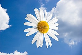 margriet,鲜花,花卉