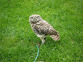 動物園,鳥,捕食者