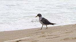 海鷗,鳥,水禽