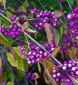 callicarpabodinieri,bodinia你'sbeautyberry,漿果