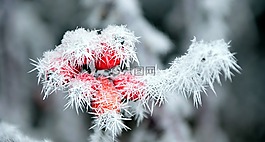 玫瑰果,弗羅斯特,冬天