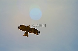 鳥,鷹,自然