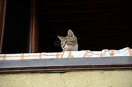 猫,人,阳台