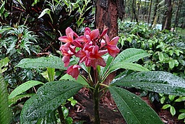 雞蛋花,素馨花,紅雞蛋花