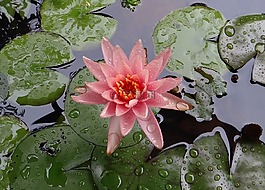 水百合,百合,花