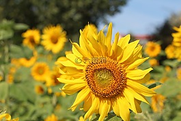 太陽(yáng)花,生日花束,向日葵的字段