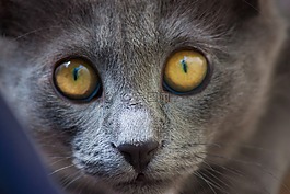 猫,弗利纳,宠物