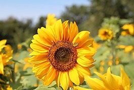 生日花束,太陽花,向日葵的字段