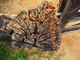 樹(shù)干,樹(shù),性質(zhì)