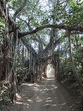 印度,國(guó)家,公園