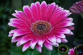 非洲菊,顏色,花園