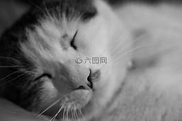 貓,家養(yǎng),短毛貓