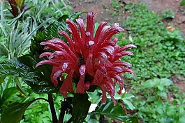 粉红色 jacobinia,巴西羽,国王的皇冠