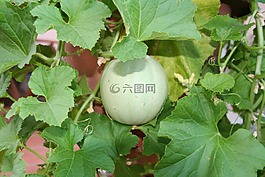 瓜,水果,墊