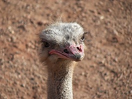 鴕鳥(niǎo),動(dòng)物,動(dòng)物園