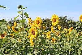 生日花束,太陽花,向日葵的字段