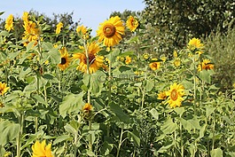 生日花束,太陽花,向日葵的字段
