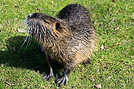 嚙齒動(dòng)物,麝zibethicus,生物