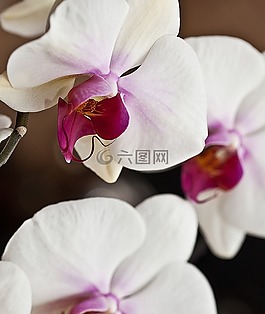 蘭花,白花,花