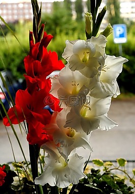 窗口,花卉,唐菖蒲