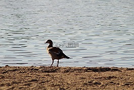 湖,鳥,銀行
