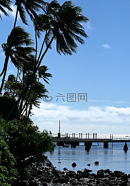 海洋,天堂,棕櫚