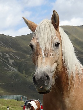 haflinger,马,小马