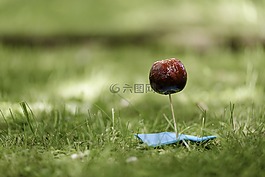 蘋果,糖果蘋果,食品