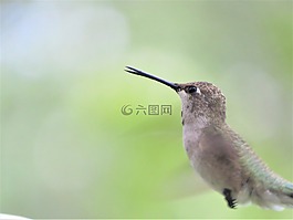 鸟,关闭了,在飞行