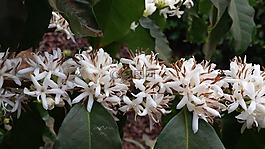 花卉,咖啡,弗洛爾德咖啡館