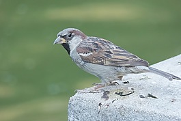 麻雀,鳥,公園