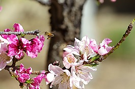蜜蜂,盛开,开花
