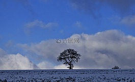 樹,性質(zhì),冬天