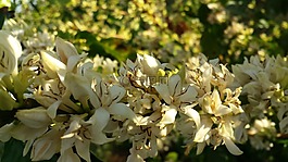咖啡,花卉,綻放