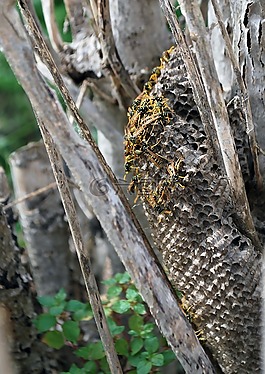 黃蜂,巢,一起