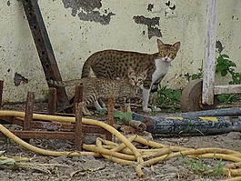 貓,動物,寵物